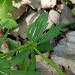 Ranunculus auricomus Leaf