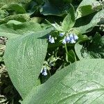 Symphytum caucasicum Folha