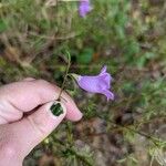 Agalinis purpureaFlower