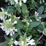 Stachys annua Habit