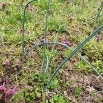 Allium oleraceum Blad