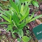 Gentiana siphonantha Hoja