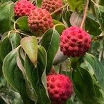 Cornus kousa Frucht