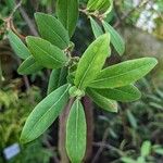 Azara uruguayensis List