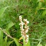 Persicaria lapathifoliaFiore