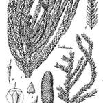 Araucaria biramulata Інше