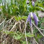 Clematis alpina Blomst