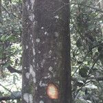 Cyrtogonone argentea Rinde