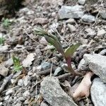 Epipactis microphylla Blad