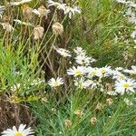 Argyranthemum frutescens Staniste