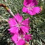 Dianthus gratianopolitanus Flower