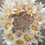 Mammillaria picta Кветка