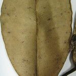 Ficus piresiana Diğer