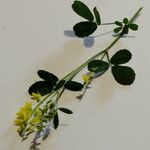 Trigonella officinalis Blomma