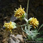 Hymenopappus filifolius Květ