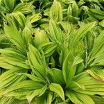 Veratrum nigrum 形態