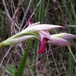 Serapias linguaFlower