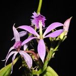 Epidendrum flexuosum Floare