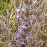 Orobanche nana Flower