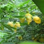 Senna pallida ফল