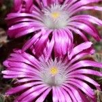 Trichodiadema densum Flower