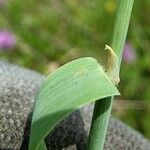 Phleum nodosum Hostoa