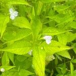 Mimulus alatus Blatt