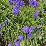 Muscari armeniacum花