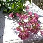 Centranthus ruber Flor