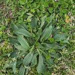 Plantago lanceolata Φύλλο