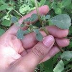 Trianthema portulacastrum Leaf