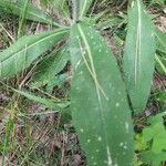 Hieracium caespitosum ᱥᱟᱠᱟᱢ