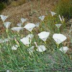 Calystegia longipes Агульны выгляд