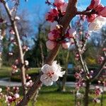 Prunus armeniacaFloare