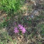 Centaurium littorale Blomst