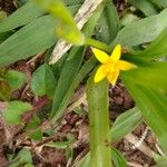 Hypoxis decumbens Fulla