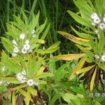 Globularia salicina Leaf