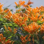 Pyrostegia venusta Flower