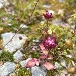Prunella vulgaris Квітка