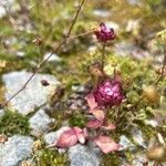 Prunella vulgarisFlower