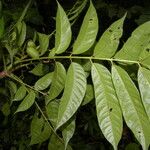 Spondias radlkoferi Fruto