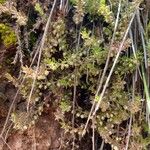 Galium corymbosum Meyve