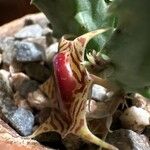 Huernia zebrina Flower