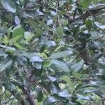 Quercus fusiformis Hoja