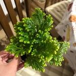 Selaginella martensii Foglia