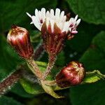 Petasites pyrenaicus Sonstige