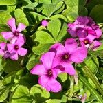 Oxalis articulata Квітка