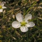 Sagina nodosa Virág