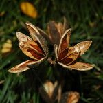 Cedrela odorata Frucht