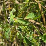 Euphorbia crotonoides Hostoa